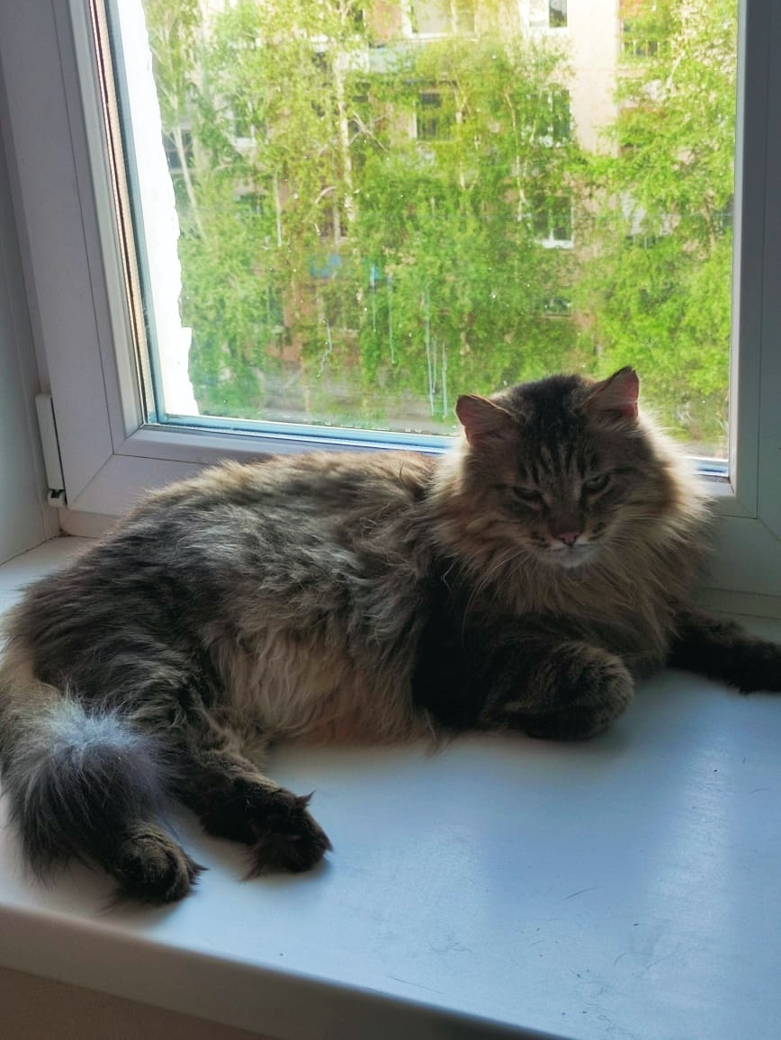 Иван Иванович Сибирский Пушистый.