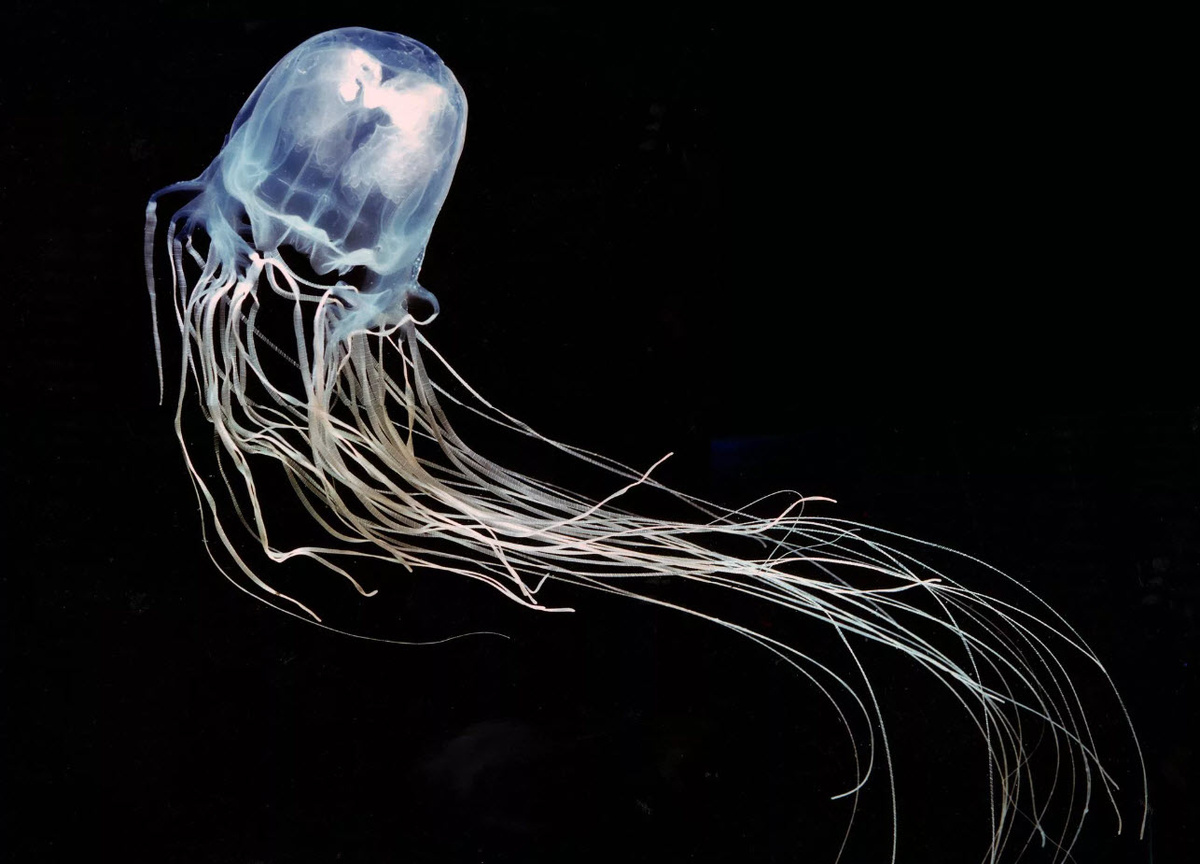 Кубомедуза