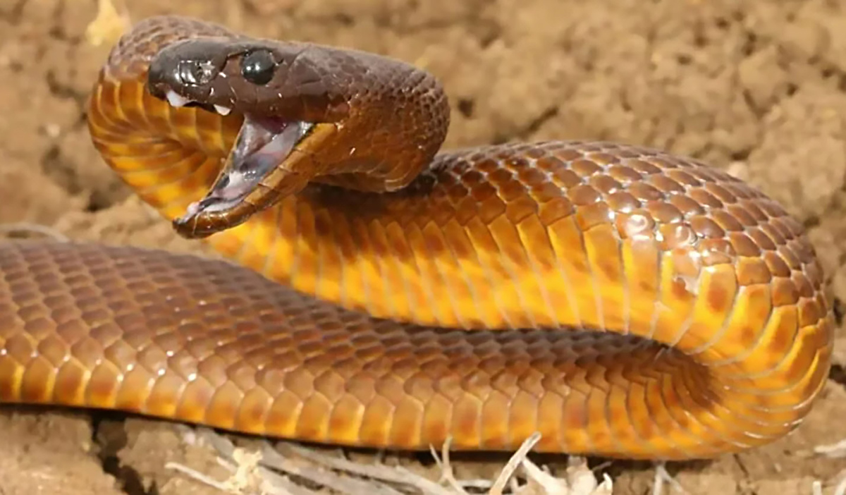 Тайпан Маккоя