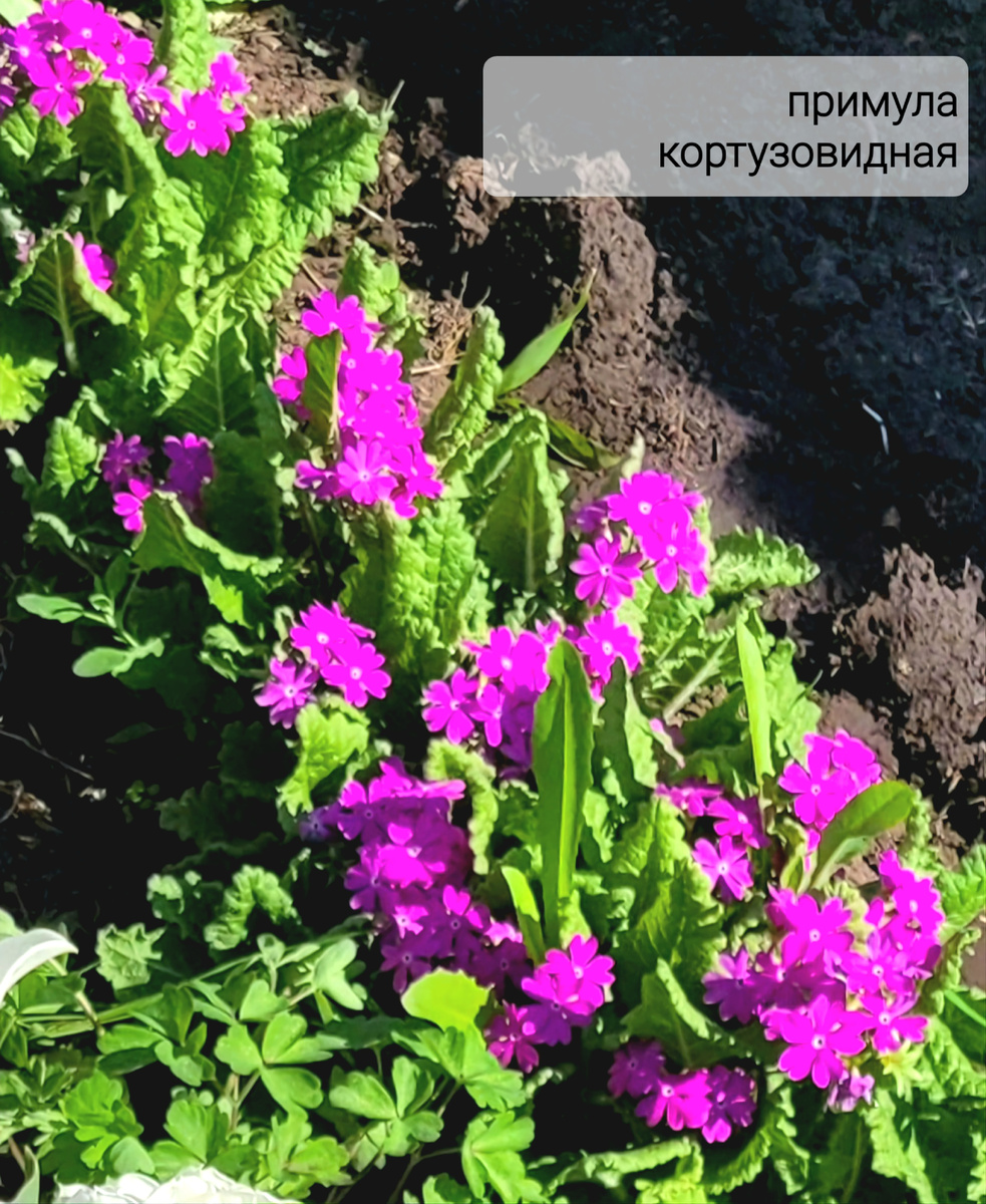 Фото моего цветника.