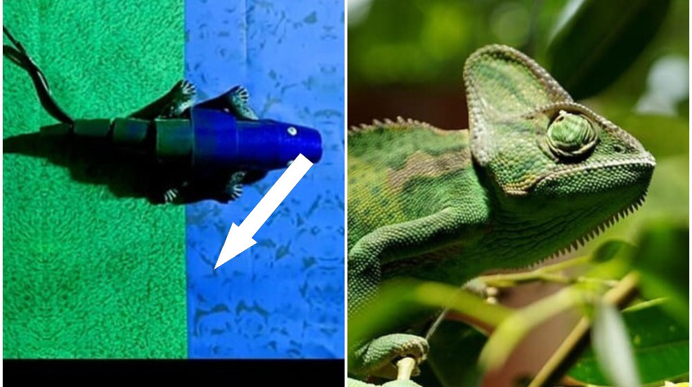    Хамелеоны меняют цвет не для маскировки а для общения и вот почему это гениально