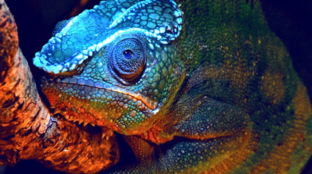    Хамелеоны меняют цвет не для маскировки а для общения и вот почему это гениально