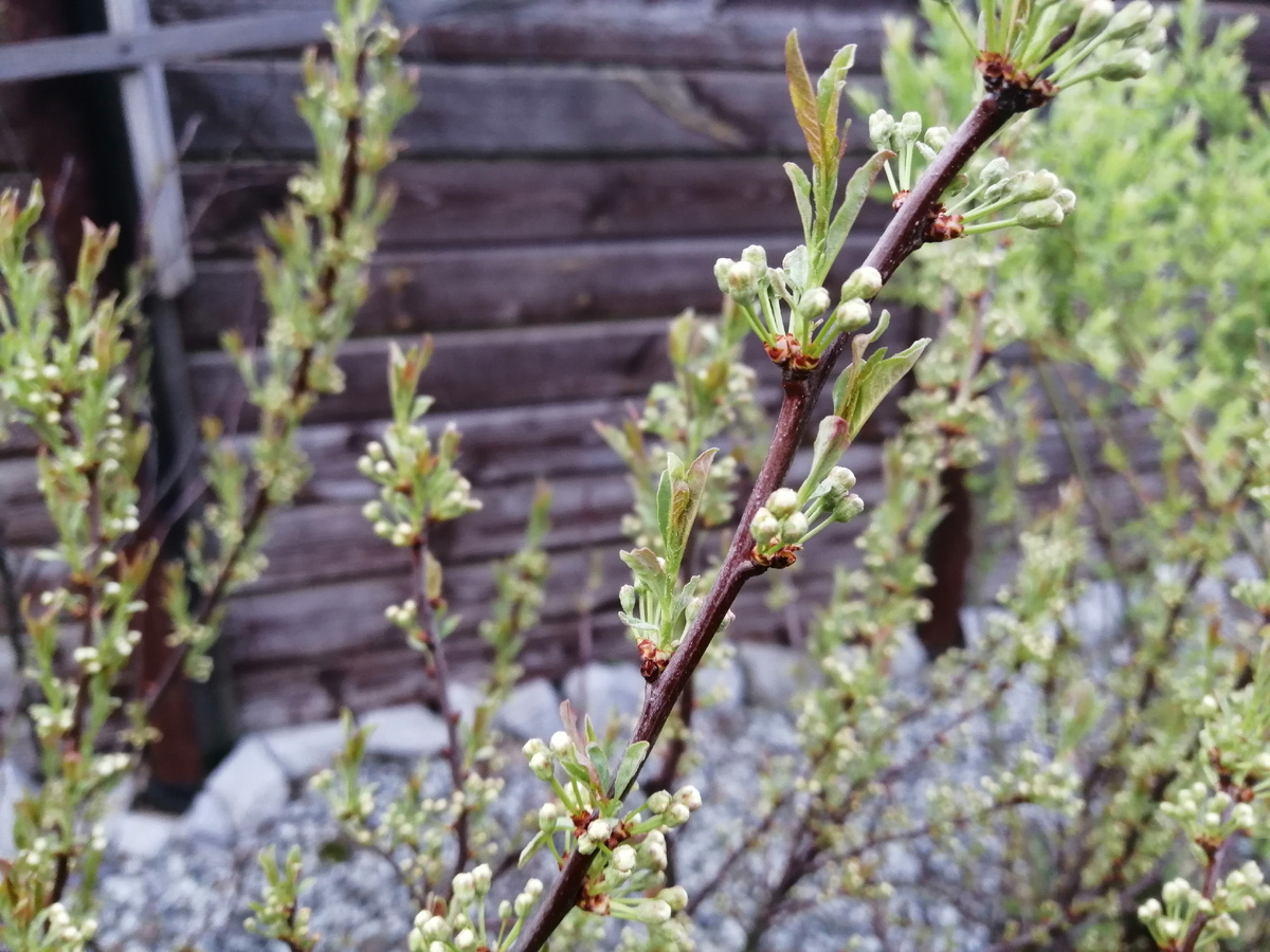 Вишня бессея