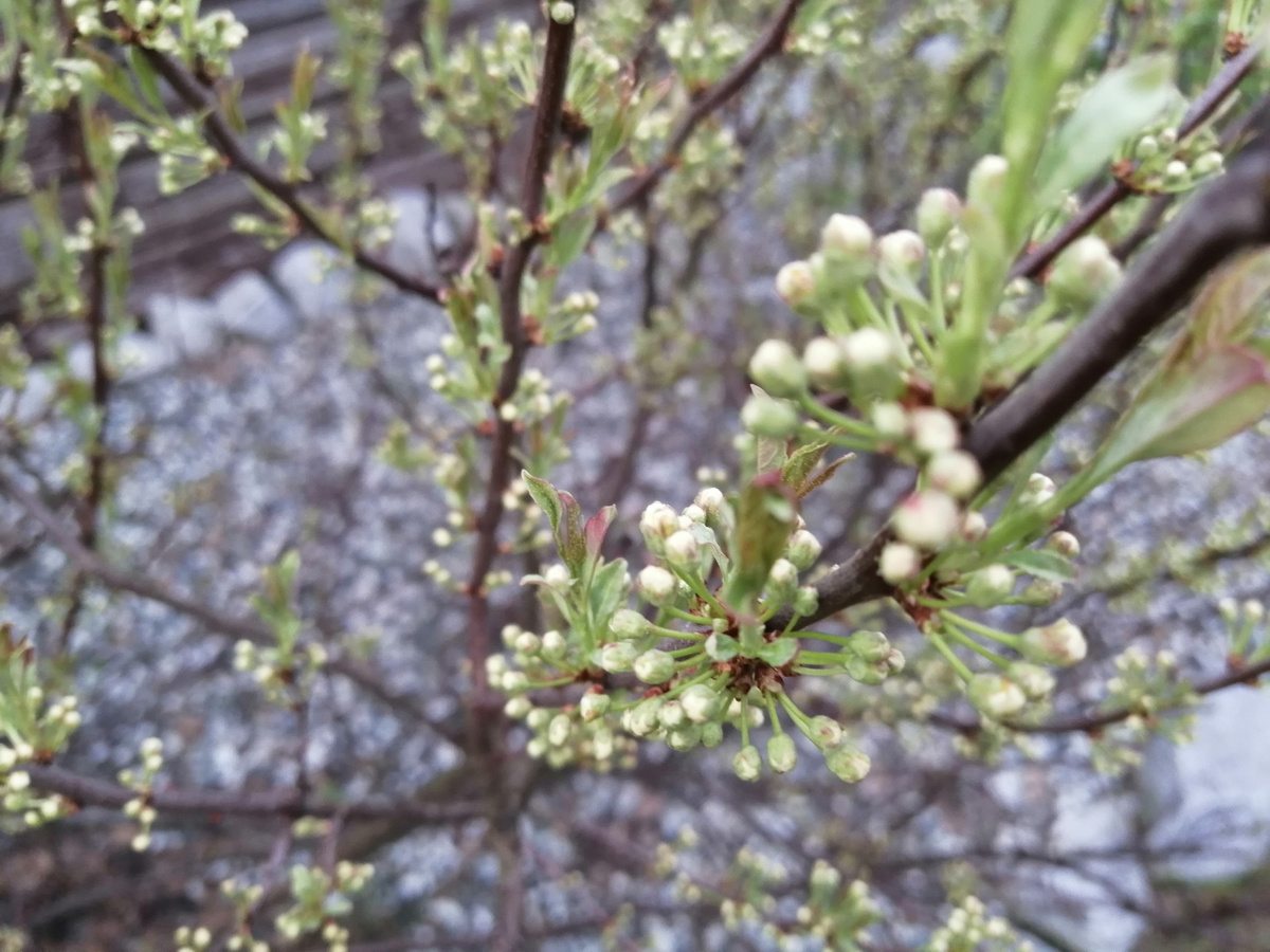 Вишня бессея