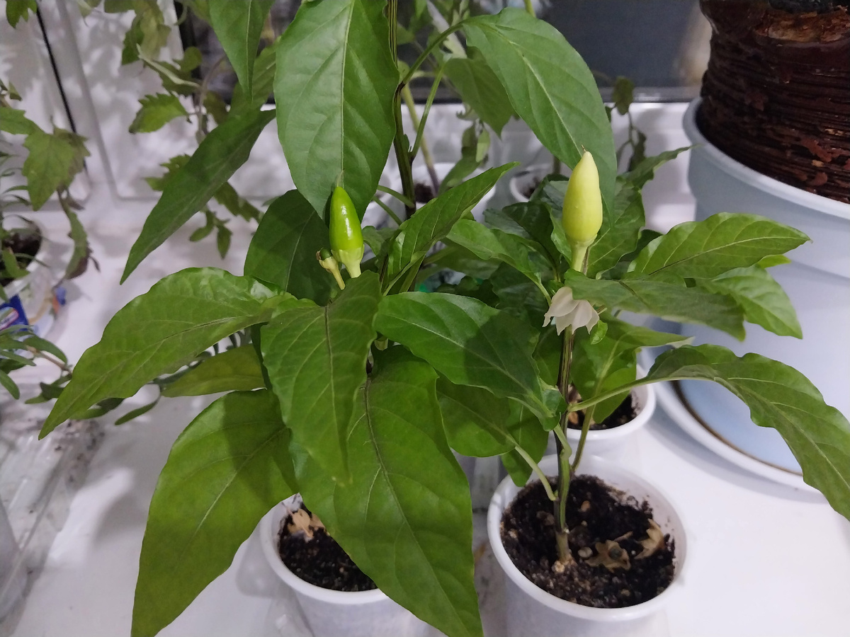 Задира ещё в маленьком стаканчике, а уже с перчиком.