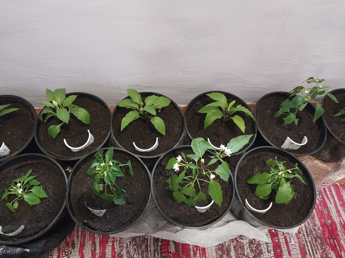 Дожидаться тепла перчики будут в домике, но зато в просторных горшках.