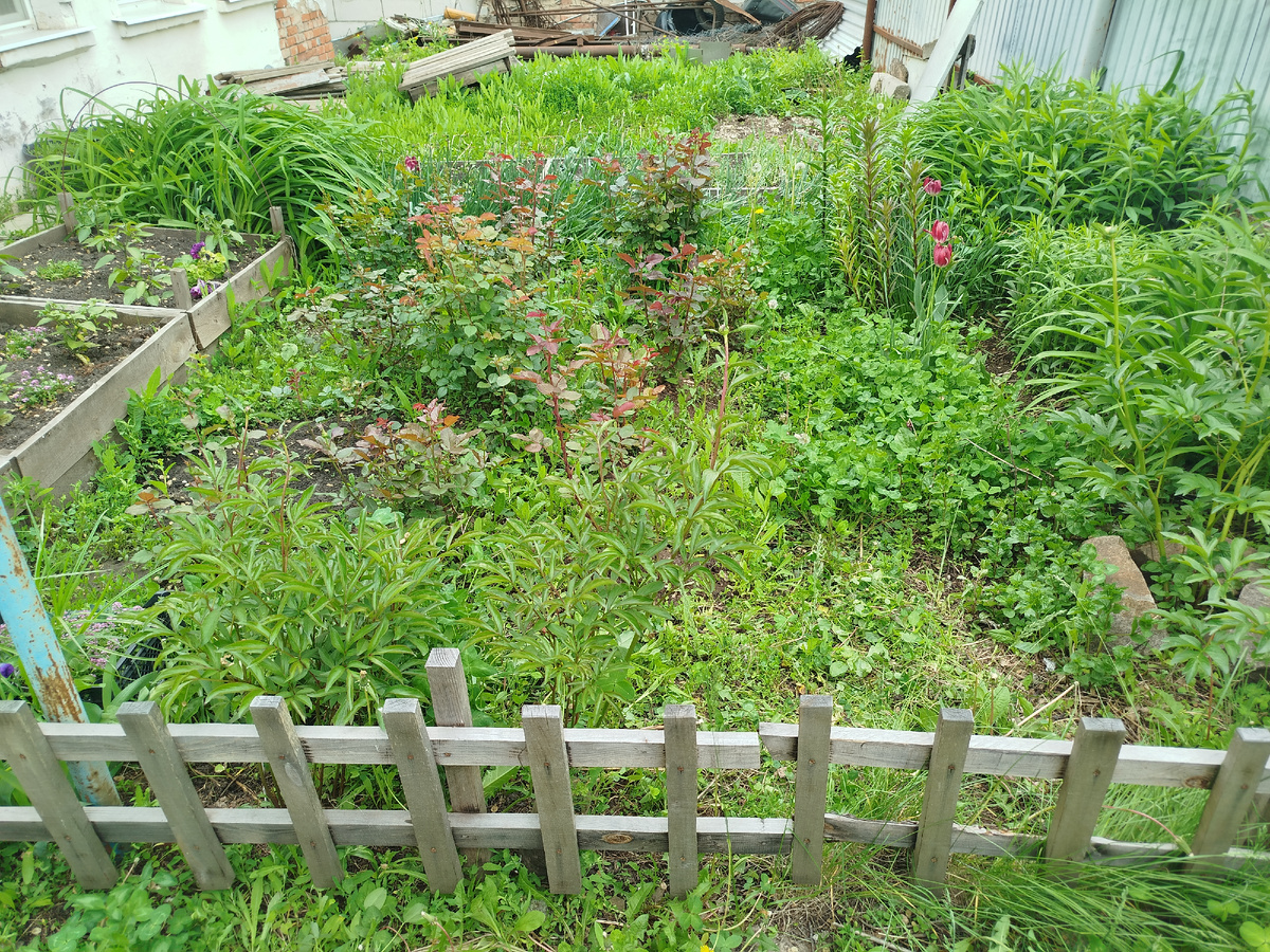 Все заросло(