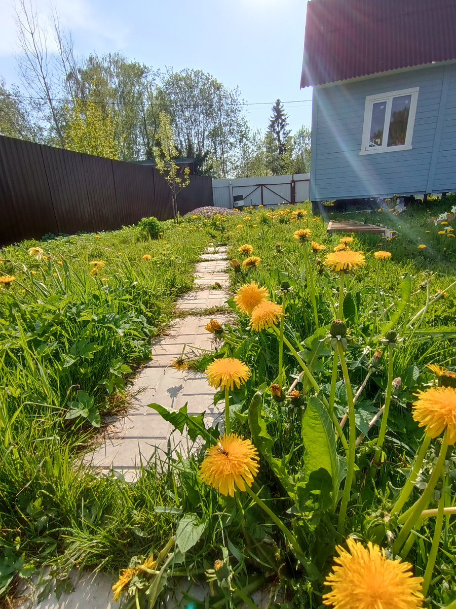 Люблю одуванчики) даже пока решили с дочкой не косить.