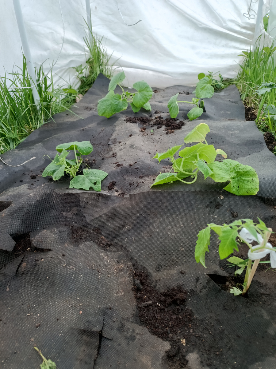 Огурцы кстати от нетепичного фермера. Взяла попробовать.