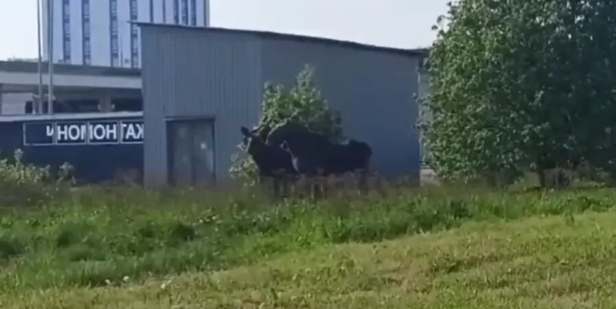    Фото: скриншот видео комитета по природопользованию Петербурга