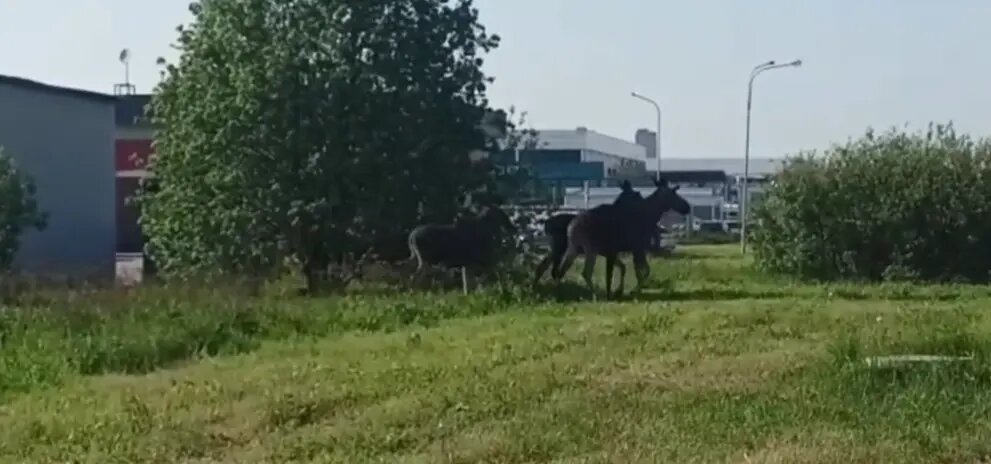    Фото: скриншот видео комитета по природопользованию Петербурга