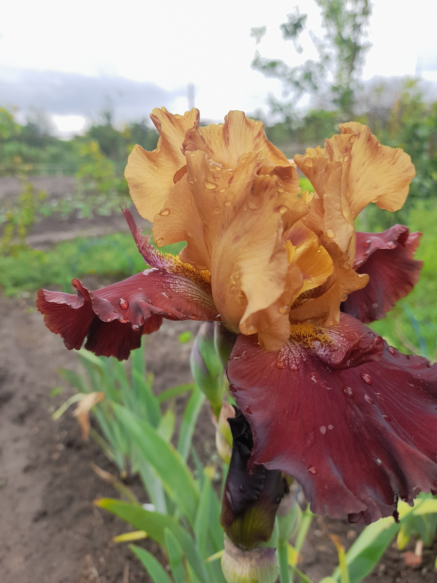 Сорт называется Трехрогий носорог.