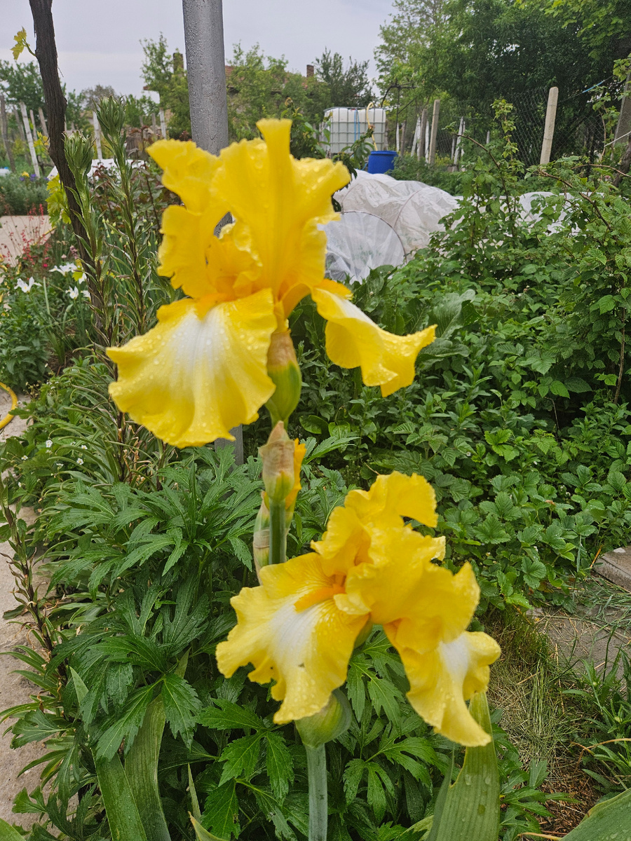 Жёлтый ирис, сорт не знаю