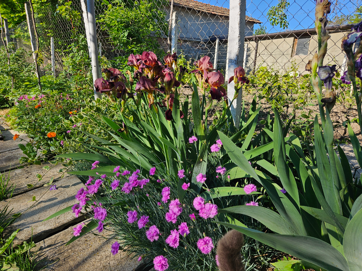 Гвоздики расцвели