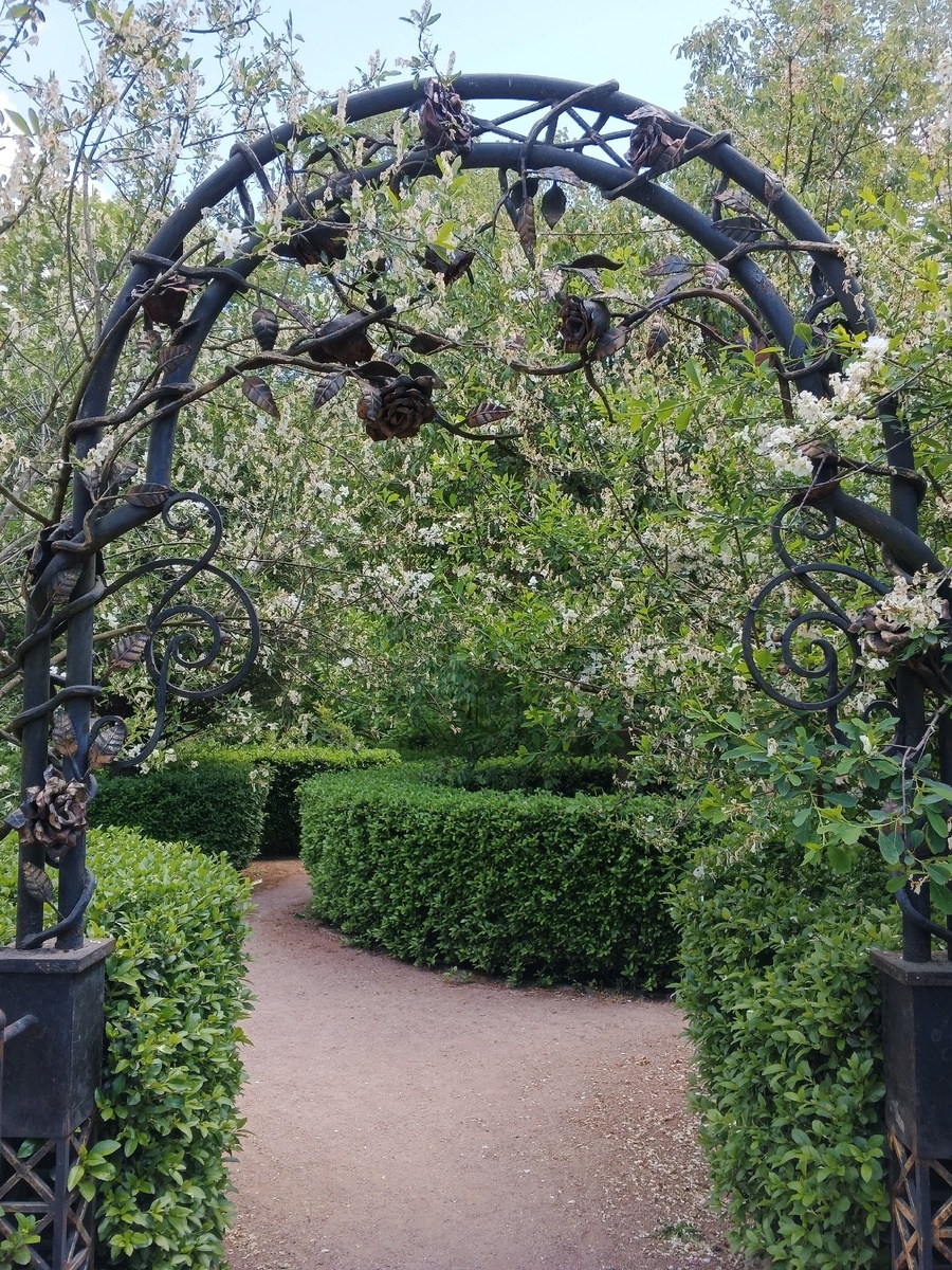 Арка роз. Фото Галины Малышевой.