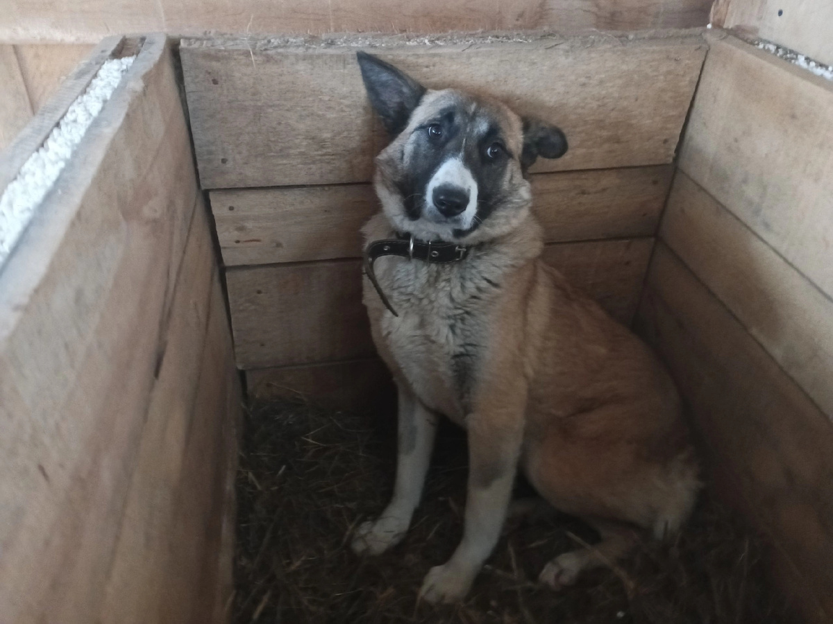 Эрна собака-бояка. Наш волонтер Елизавета пришла к ней в гости