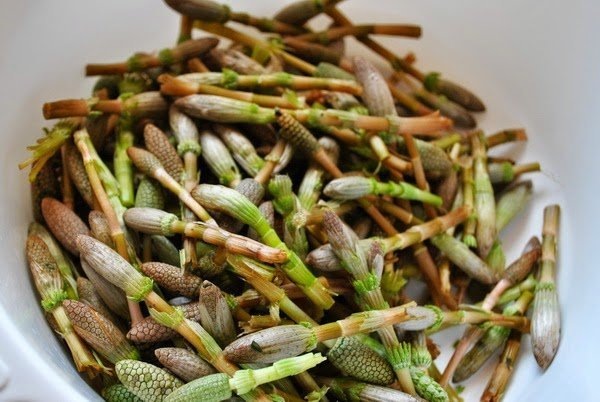 Пестики. Фото с просторов интернета.