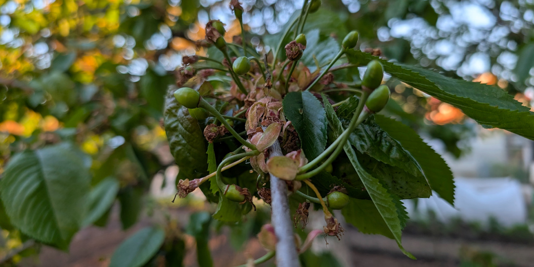 Возвратные заморозки: выжили не все. А кто удивил — так это черешня!