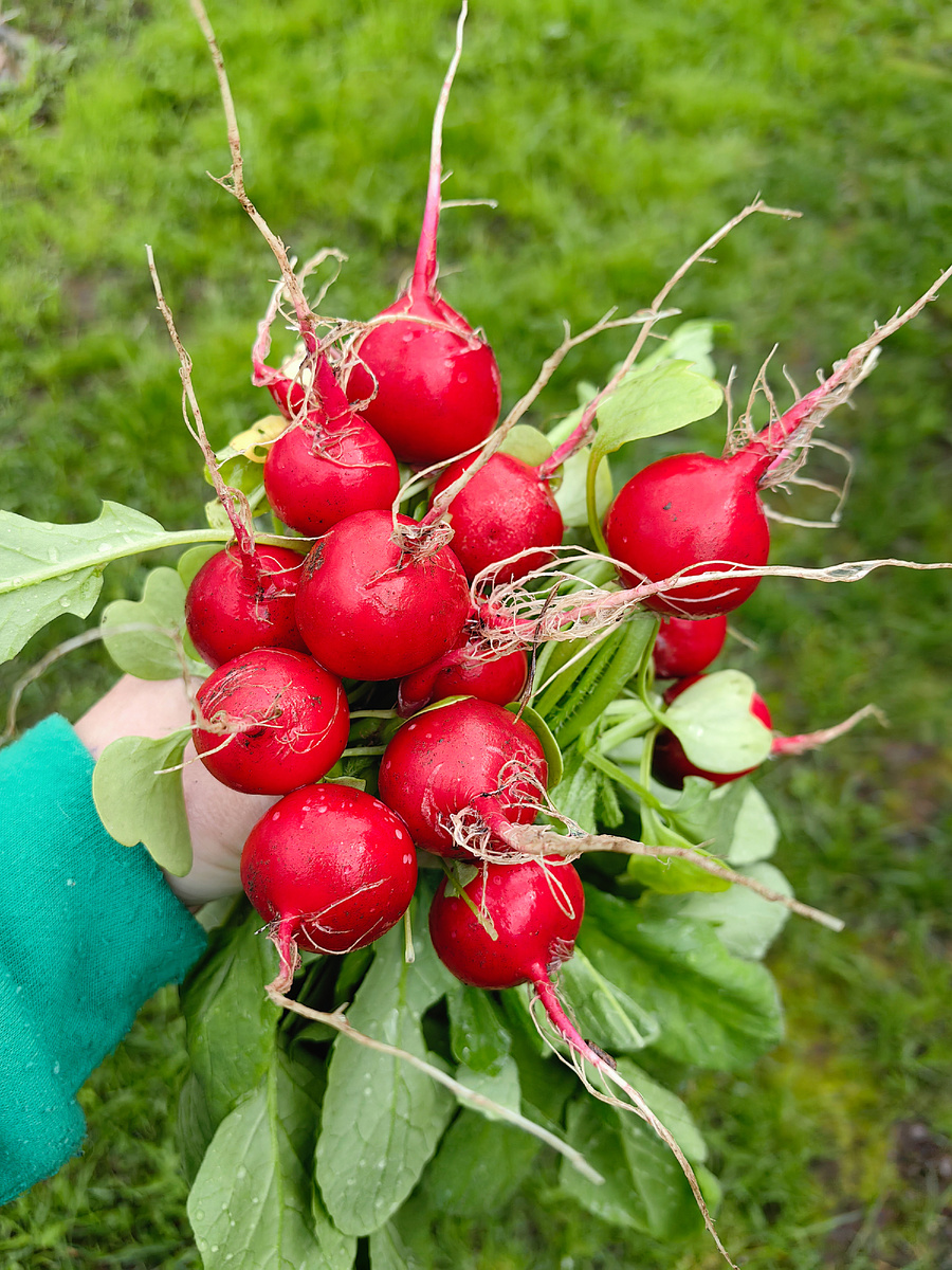 Первый урожай редиса, фото от 9 мая 2025