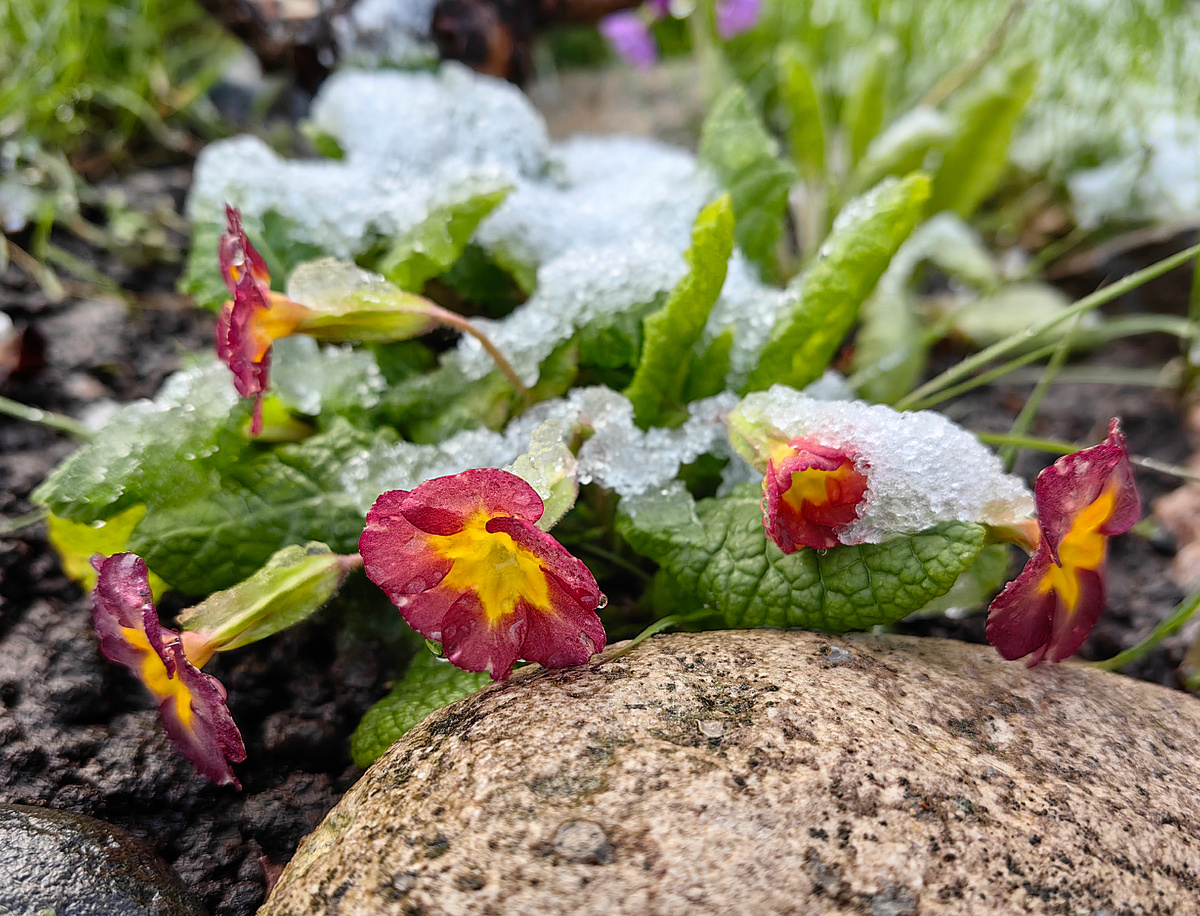 Примулы в снегу, фото от 6 мая
