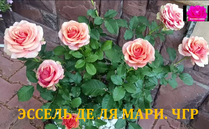 Листайте галерею. Розы в вазонах.