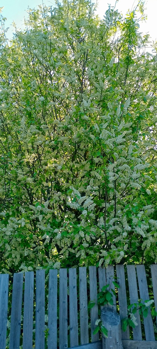 Сыплет цветом)