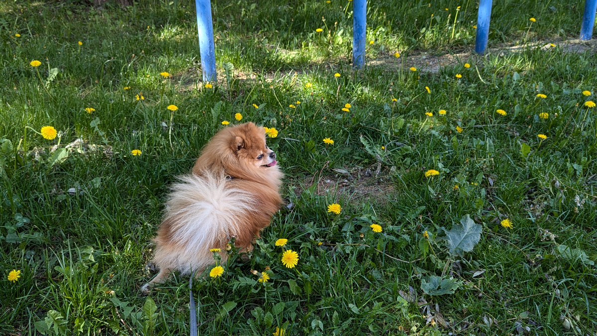 Лежит в сторонке, никого не трогает и тут бульдог....