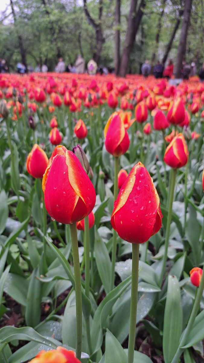 Фестиваль тюльпанов в Санкт-Петербурге 