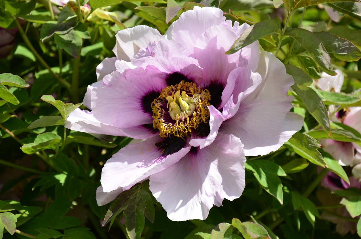 Древовидный пион