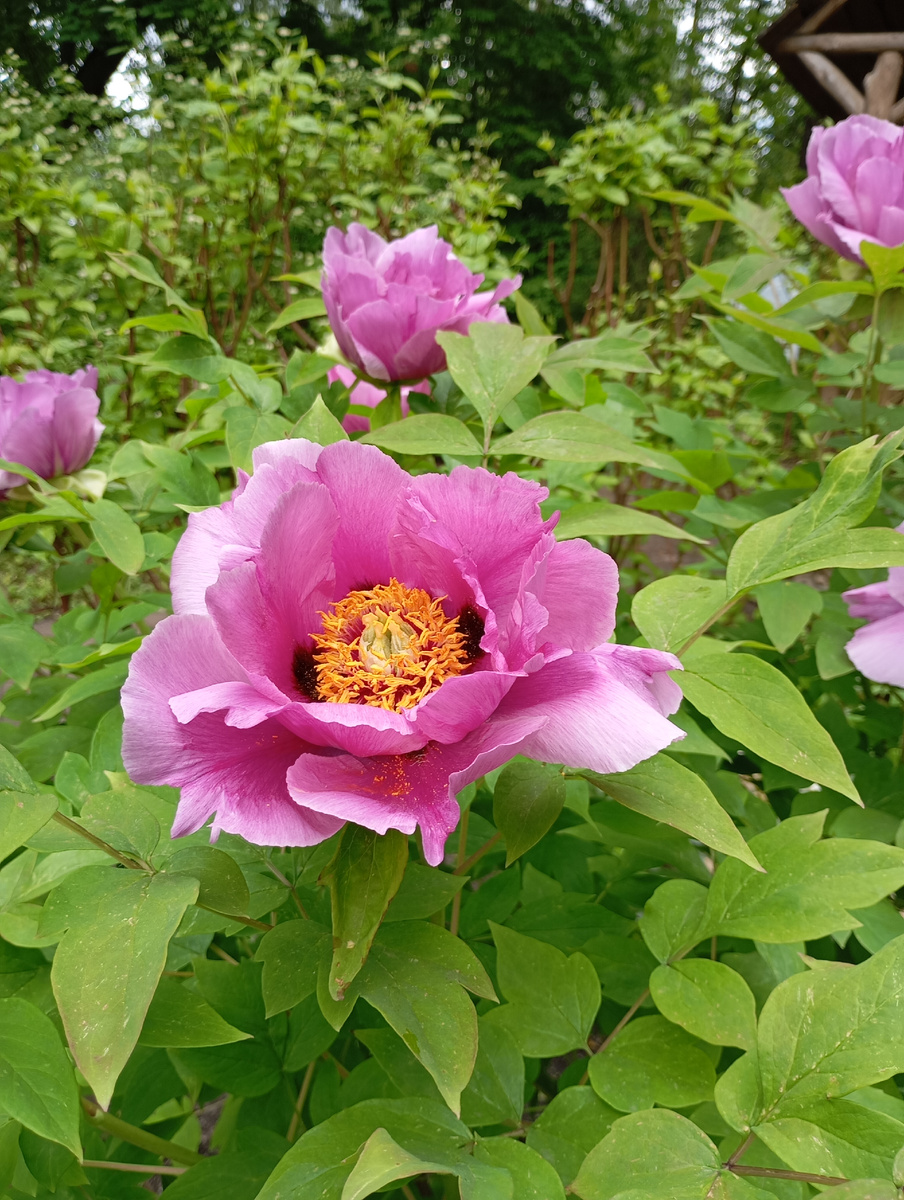 Древовидный пион