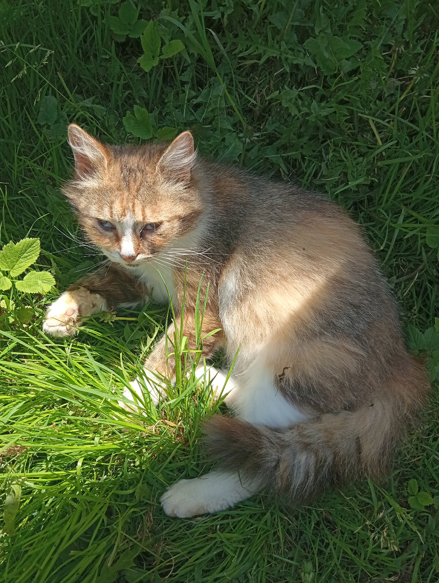 Брыська красавица!