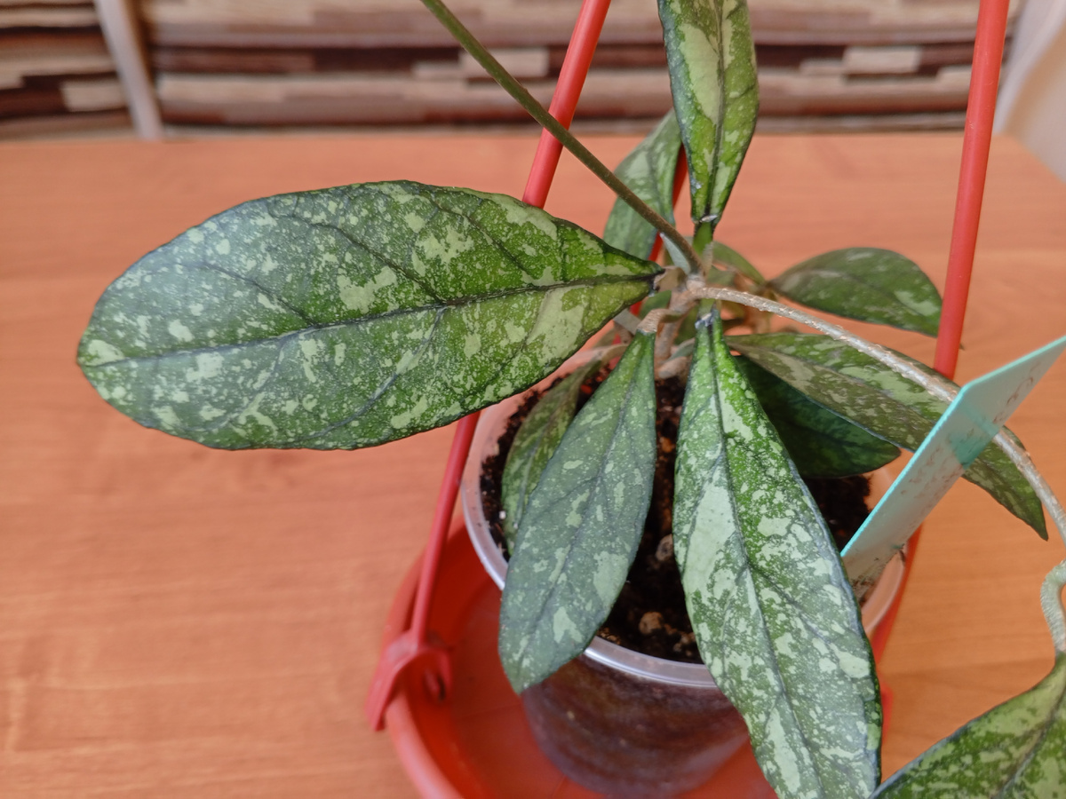 Моя хойя Крассипетиолата сплеш