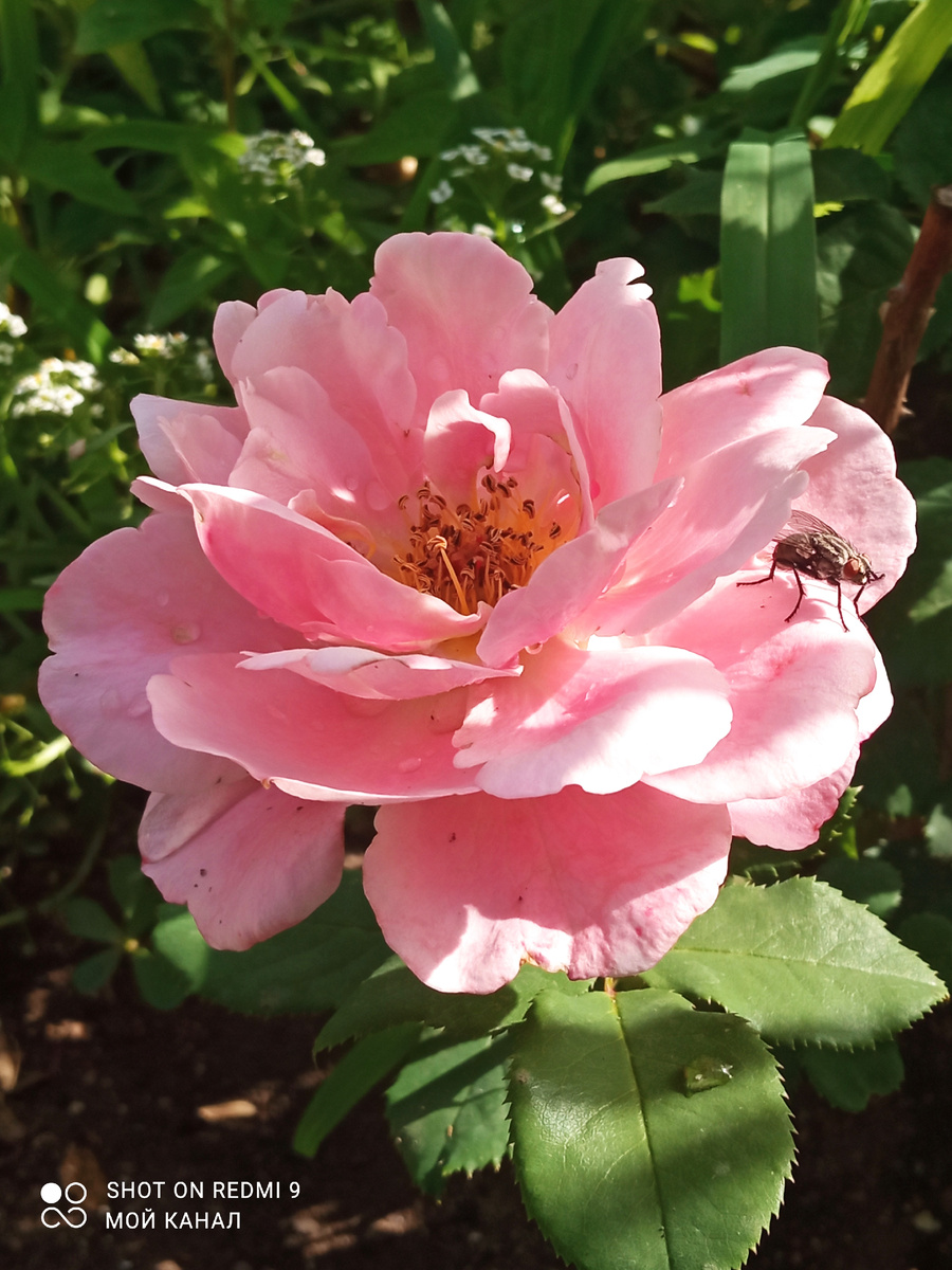 Роза Дистант Драмс. Первый цветок. 2024г. Фото автора.