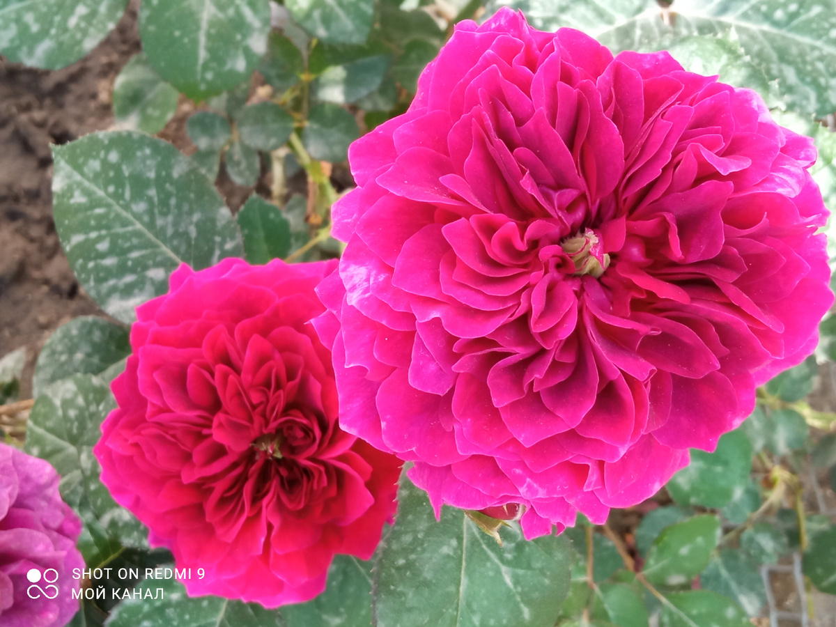 Просперо. Камера не передает ее роскошный темно-малиновый бархатный цвет. Фото автора.