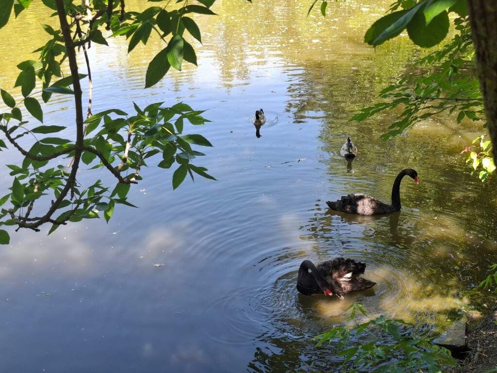    фото "Веселовские вести" Веселовские вести