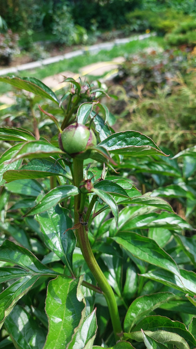 Я вот эти мелкие бутончики отщипываю. А вы?