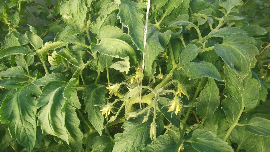 Забыл про дорогие азотные удобрения после совета деревенского агронома. 1 таблетка из аптеки заменяет 250 граммов карбамида