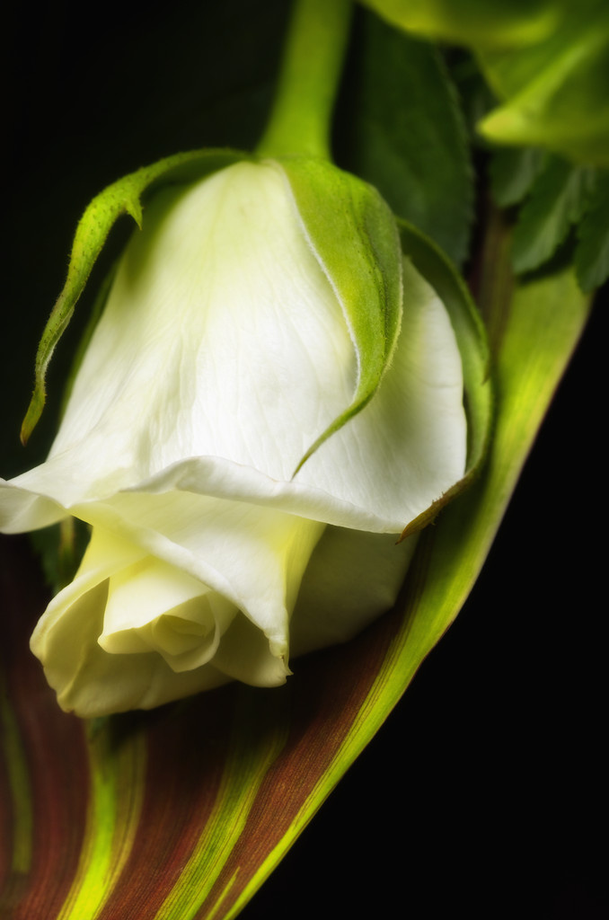 Фото из открытого источника. ДУМАЕТЕ, ЧТО ЭТО? ЭТО СЛОМАННАЯ РОЗА ИЗ ТОГО БУКЕТА...