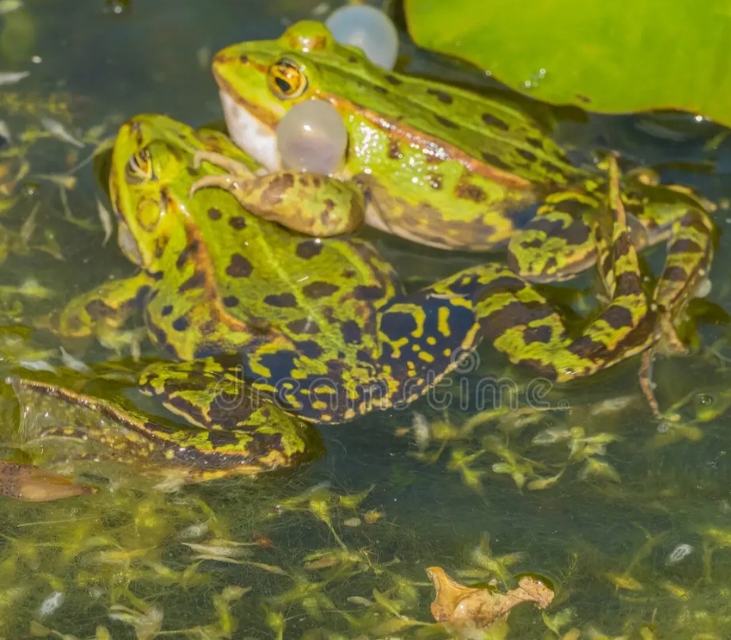 Из интернета