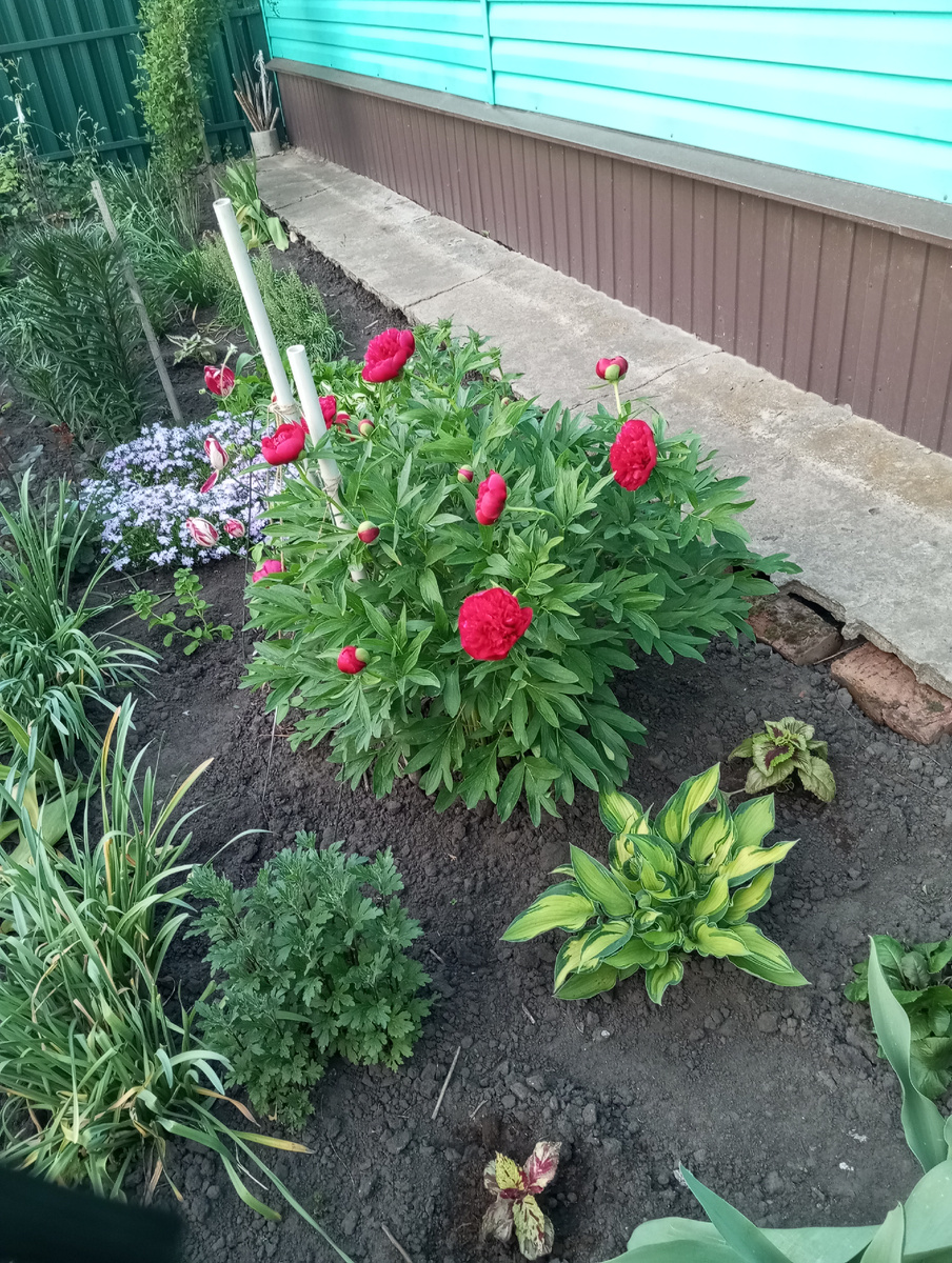 Пионы зацветают всегда на последний звонок