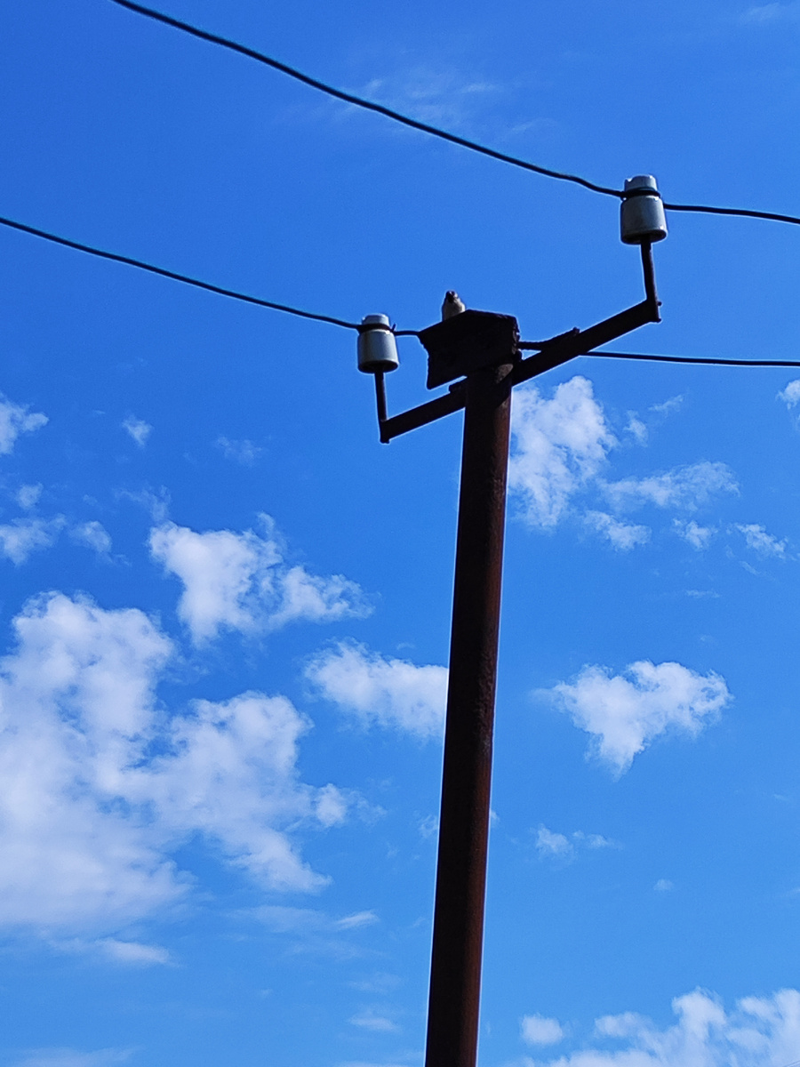 Это милый отец семейства на нашей даче.