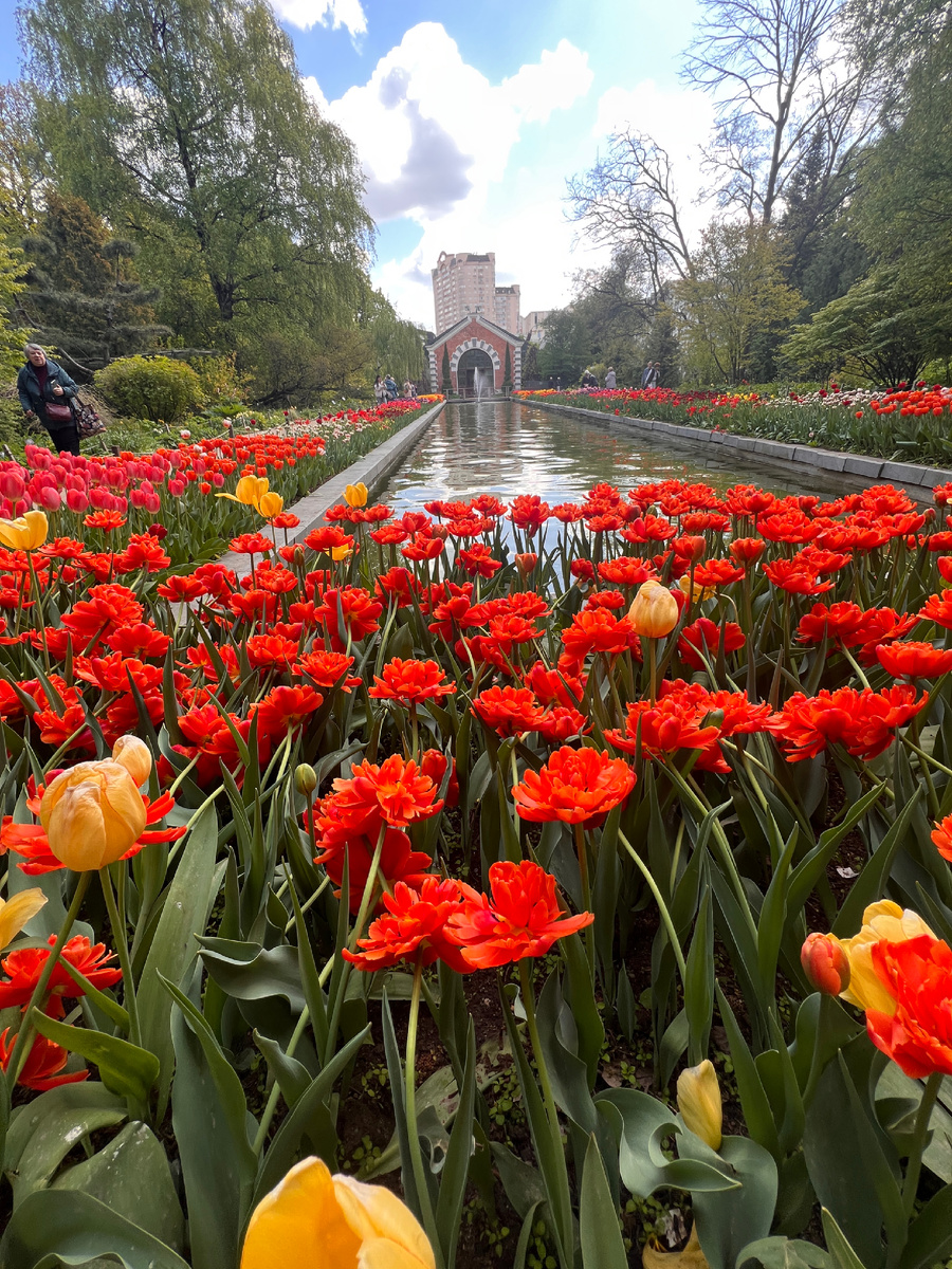 Аллея тюльпанов в Аптекарском городе МГУ