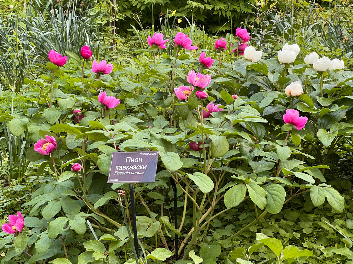 Пионы ранние кавказские