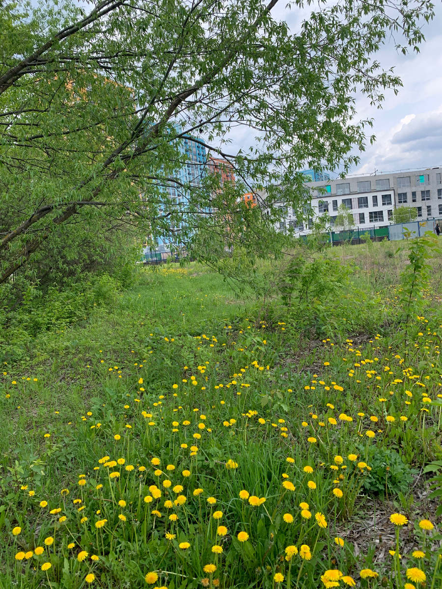   25.2025 поляна .тодуванчиуов в  Москвк.  фото мое