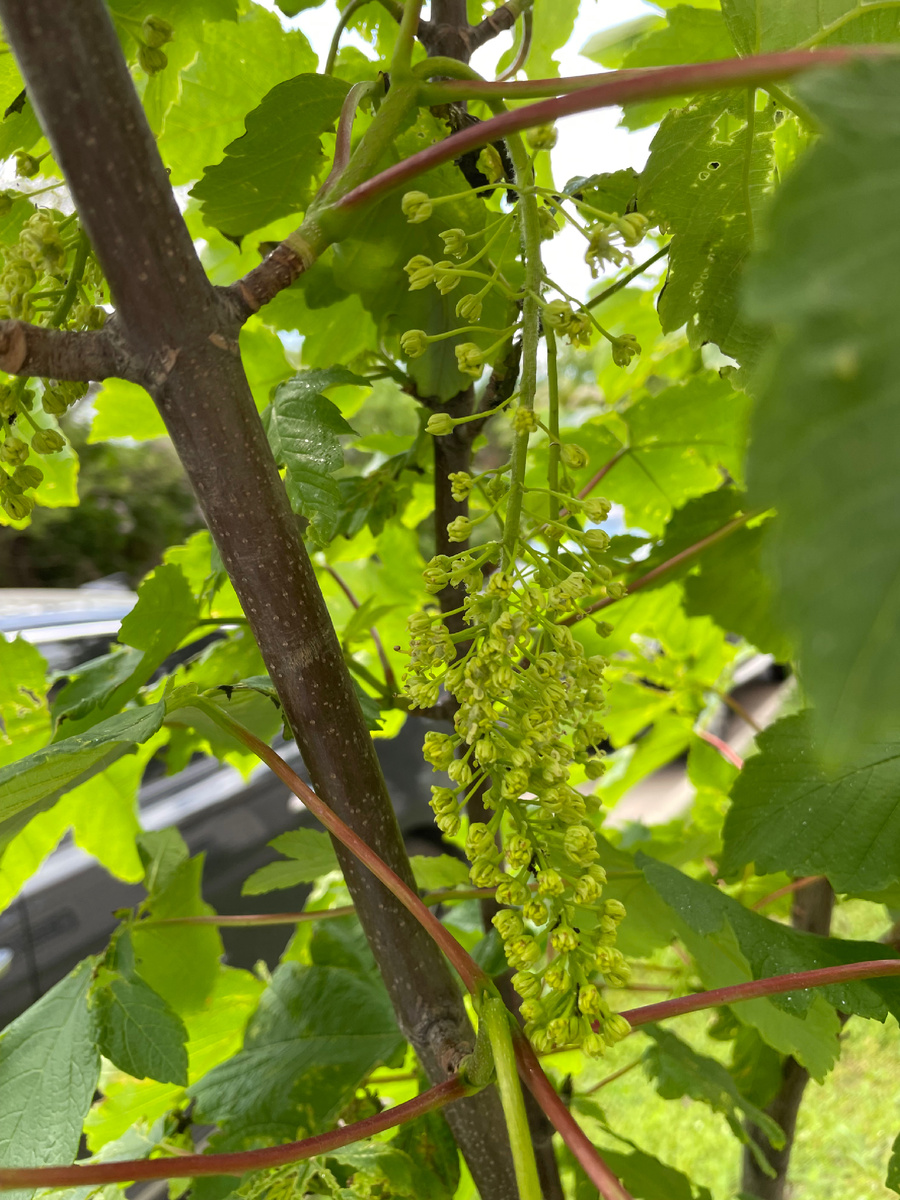 Цветущий клен 23 мая 2025 года