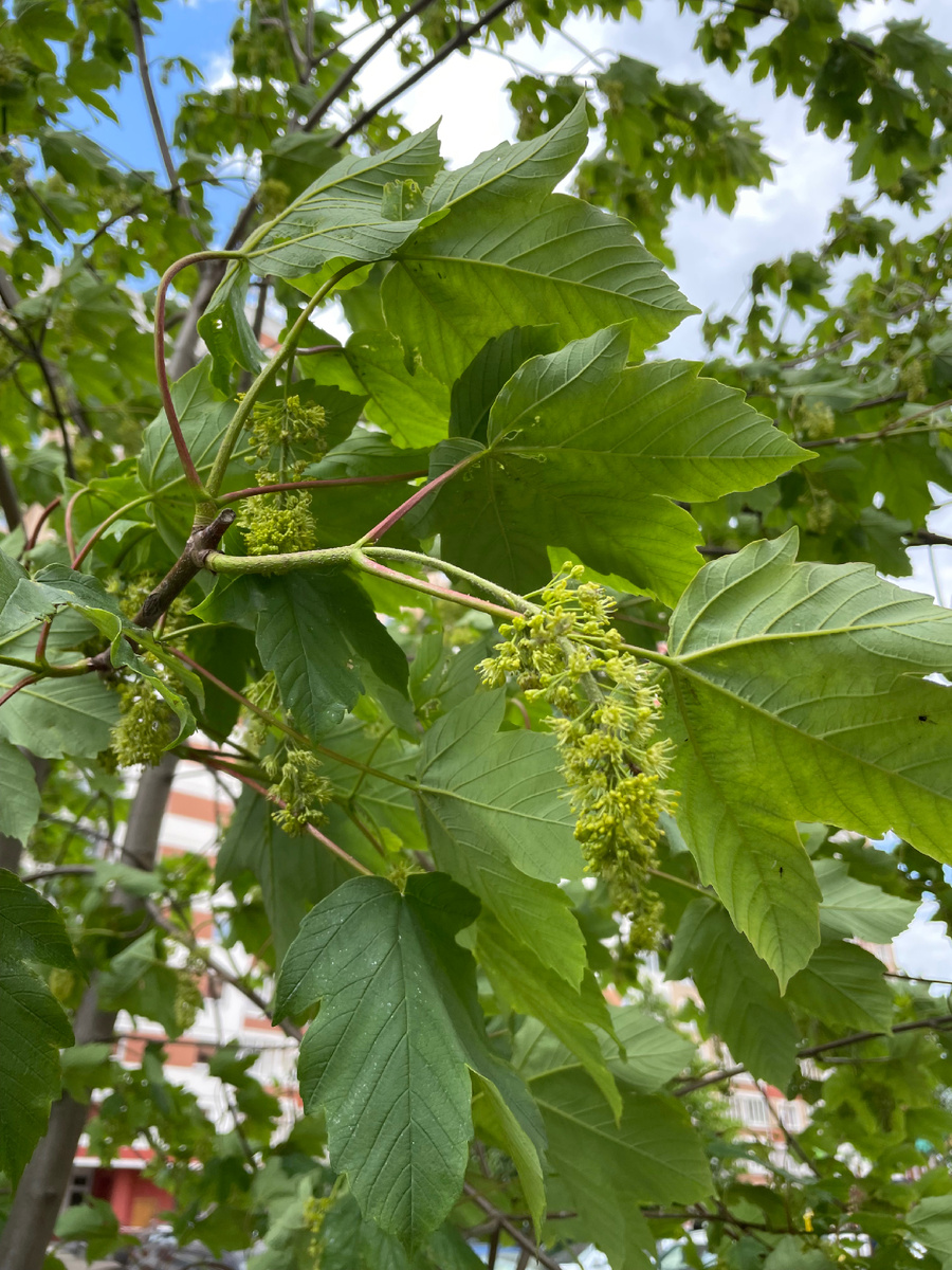 Цветущий ложноплатановый клен
