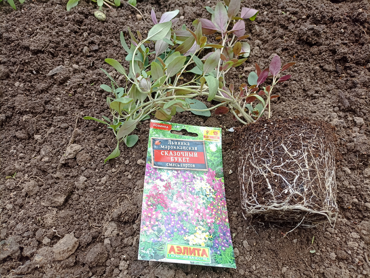 Удивительная форма кустика получилась и какие мощные корешки оплели ком земли. Фото автора