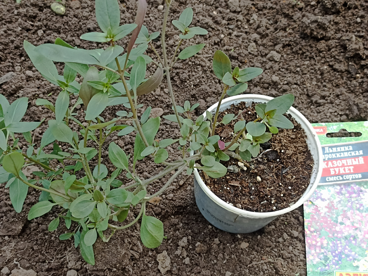 Случайные обстоятельства интересной формы рассады. Фото автора