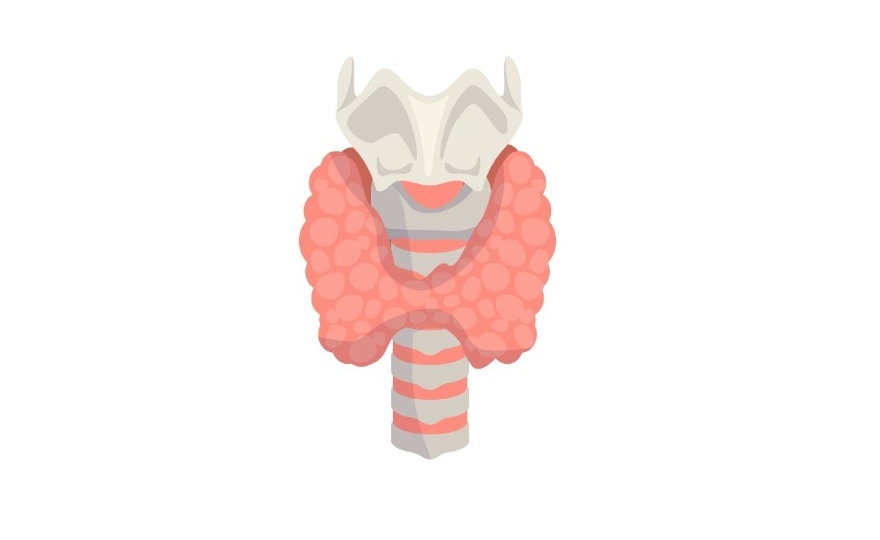 МАССА ТЕЛА И ГИПОТИРЕОЗ