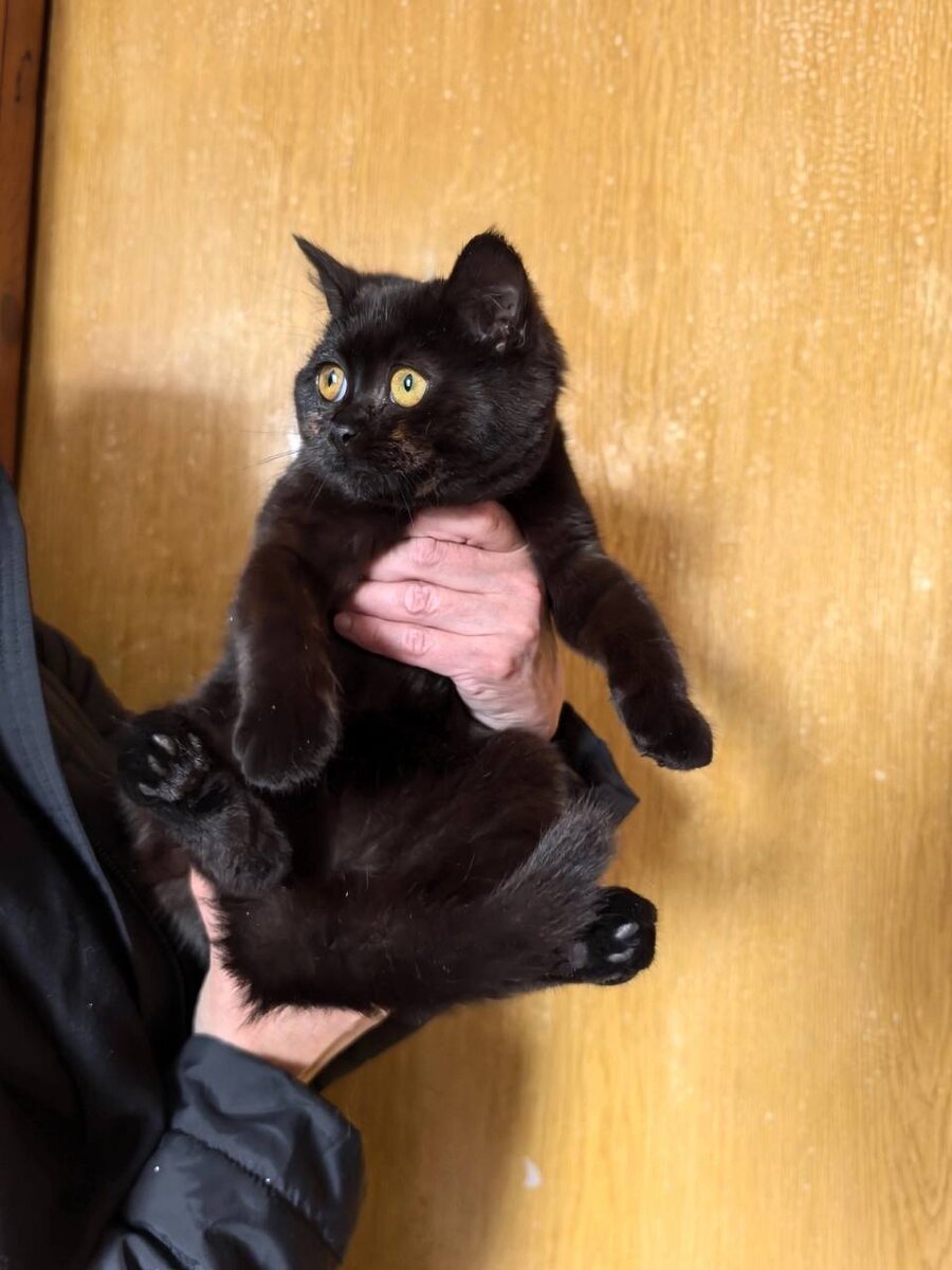 Кошечка Линда цвета горького шоколада. Фото из архива автора